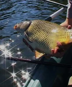 VIDEO PêCHE Dvd / Livres^Carpes en grands lacs : St Cassien - Salagou - Cabanac (2 DVD) avec Nicolas Migeon