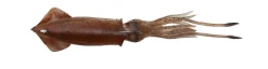 SAVAGE GEAR Leurre Souple|Tous Les Produits^Leurre souple Calamar 3D TPE Swim Squid