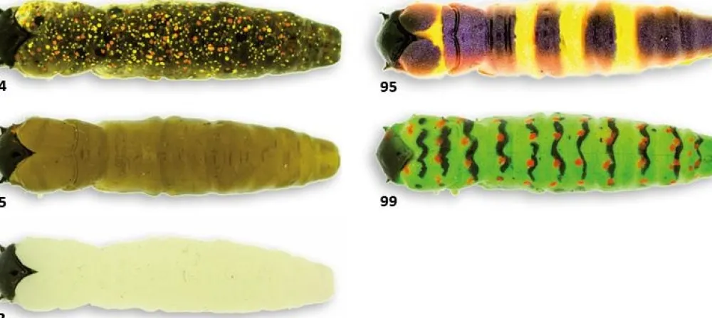 MOLIX Leurre Perche|Leurre Souple^Leurre Souple Caimano Worm 1.5"