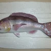 CAP VERT Sculpture Denti sur Cadre